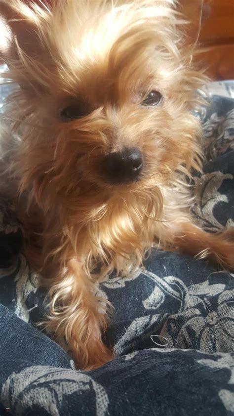 Iso chihuahua · <strong>wichita</strong> · 7 hours ago BERNEDOODLES · Oklahoma City · 8 hours ago pic looking for girl puppy pitbull or lab puppy · · 8 hours ago Savannah kittens · Colorado. . Craigslist pets wichita ks